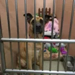 paws4acause-2-250x333-1